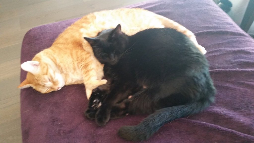 Black cat uses comfortable orange cat as a pillow.