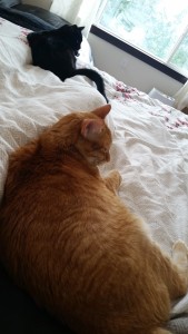 orange cat and black cat lying on different parts of me and looking incredibly smug